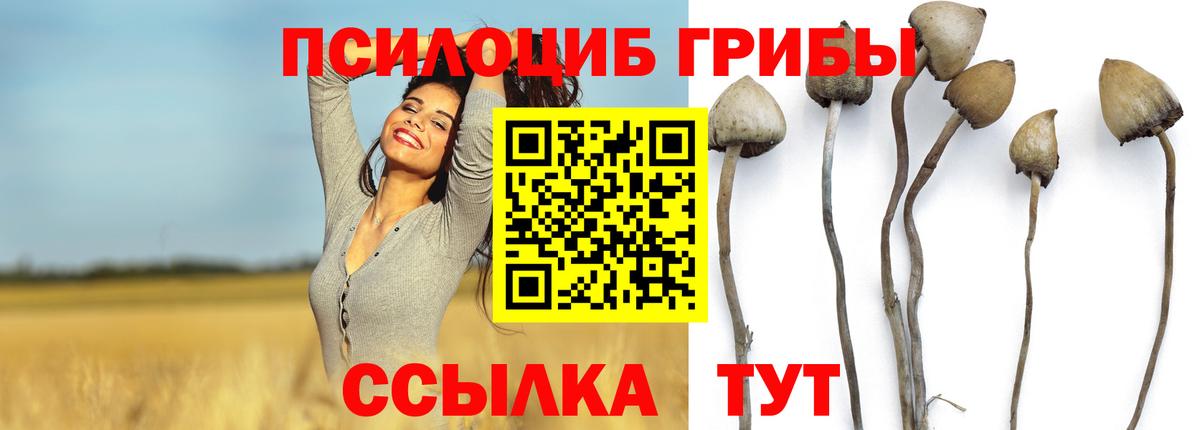 Галлюциногенные грибы Cubensis Малгобек